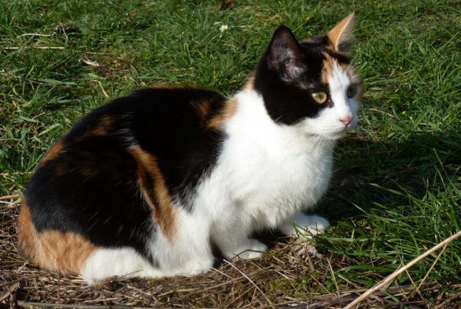 Vermisstmeldung Katze Weiblich , 7 jahre Compiègne Frankreich
