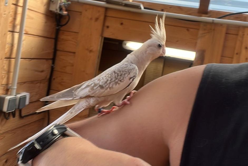Discovery alert Bird Unknown Vauciennes France