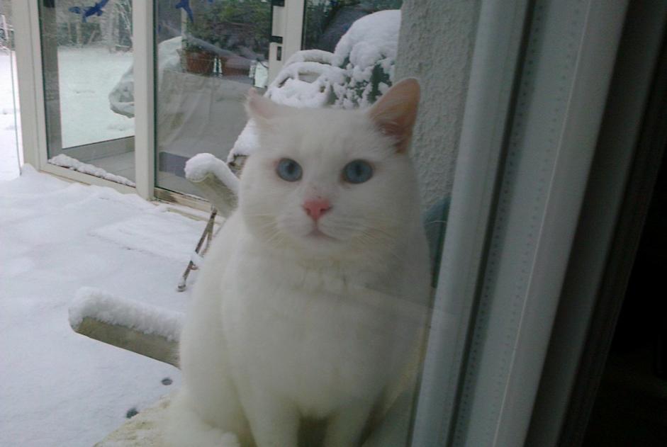 Disappearance alert Cat  Male , 13 years Tracy-le-Val France