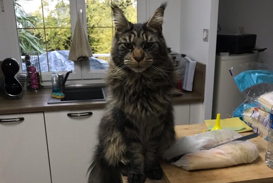 Disappearance alert Cat  Male , 6 years Le Déluge France