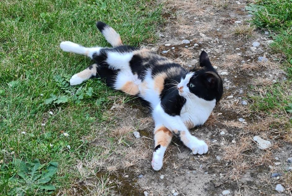 Disappearance alert Cat Female , 3 years Lavilletertre France