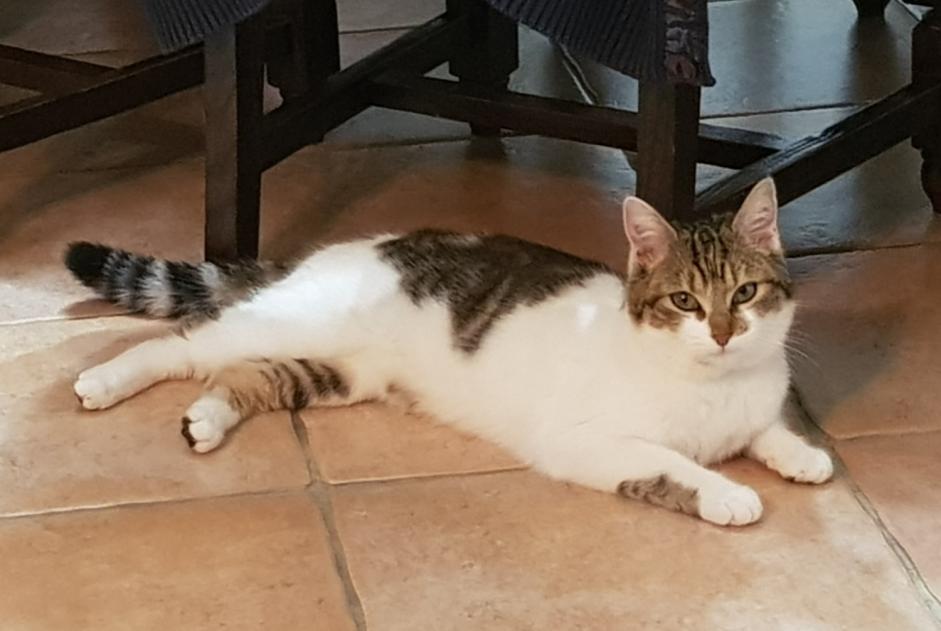 Disappearance alert Cat Female , 3 years Saint-Aubin-en-Bray France