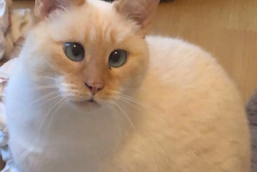 Disappearance alert Cat miscegenation Female , 6 years Rousseloy France