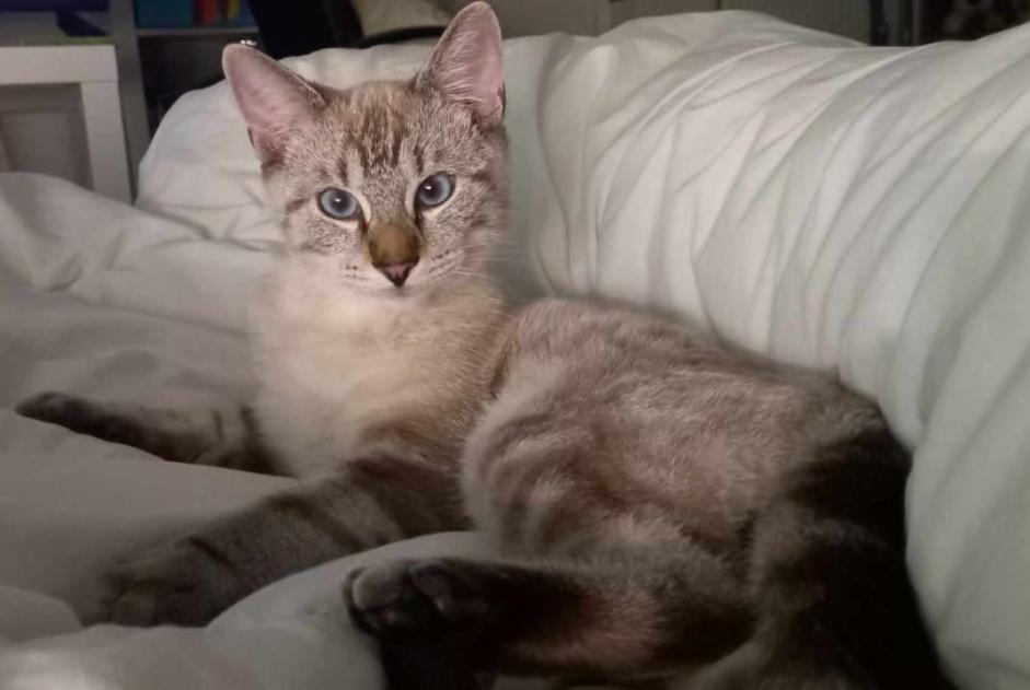 Disappearance alert Cat  Male , 1 years Rouvillers France