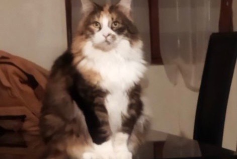 Disappearance alert Cat  Female , 6 years Mouy France
