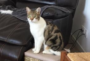 Disappearance alert Cat  Female , 4 years Angicourt France