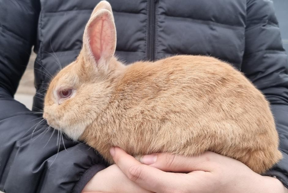 Discovery alert Rabbit Male Mertzen France