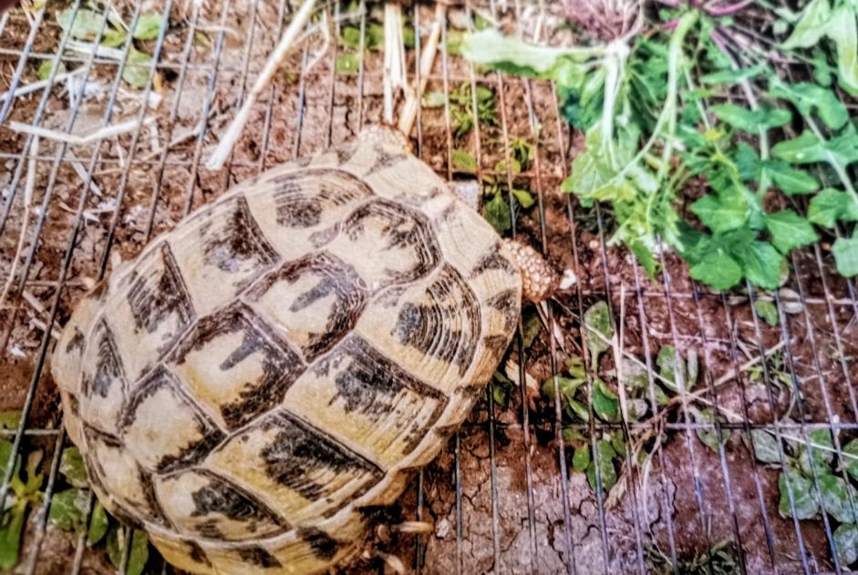 Disappearance alert Tortoise Female , 2022 years Maisoncelle-Tuilerie France