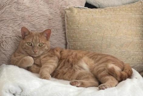 Alerta de Desaparición Gato Hembra , 6 años Puiseux-le-Hauberger Francia