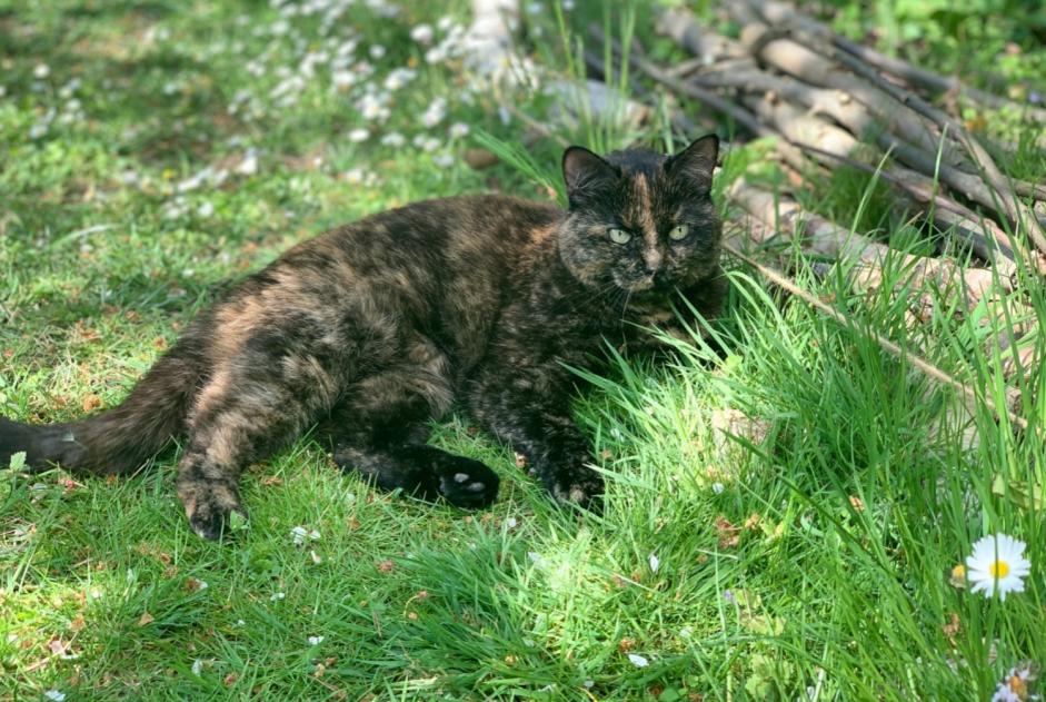 Alerte Disparition Chat  Femelle , 8 ans Margny-lès-Compiègne France