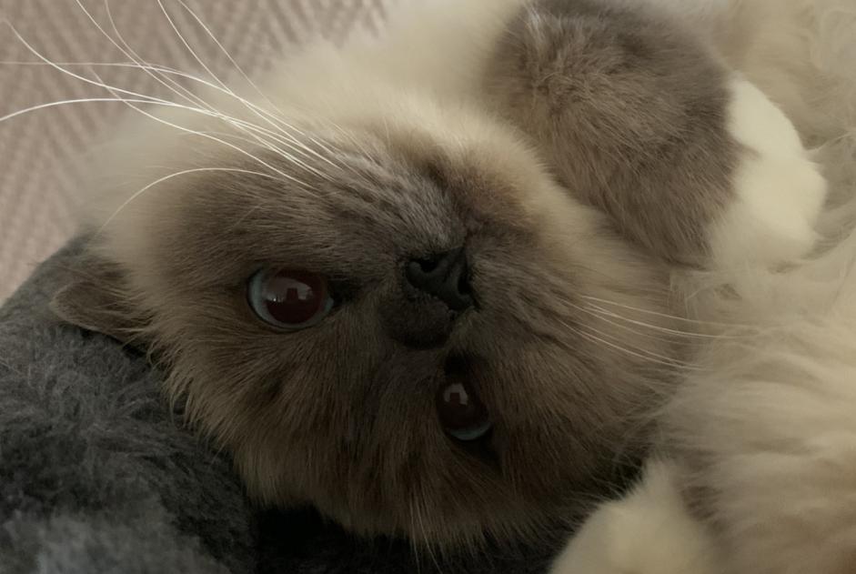 Alerte Disparition Chat  Femelle , 5 ans Chantilly France