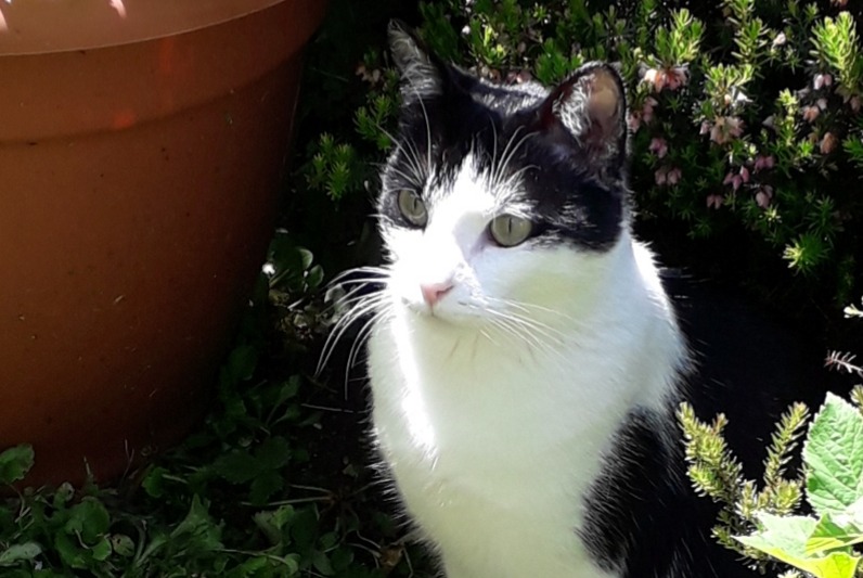 Alerte Disparition Chat Femelle , 4 ans Bonneuil-les-Eaux France Alerte Disparition Chat Femelle , 4 ans Bonneuil-les-Eaux France