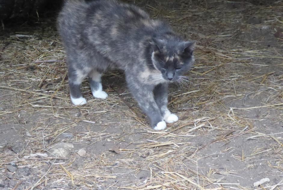 Alerte Disparition Chat Femelle , 10 ans Flavacourt France Alerte Disparition Chat Femelle , 10 ans Flavacourt France