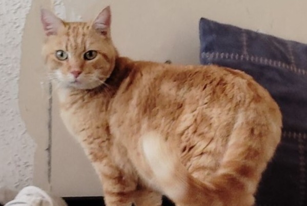 Alerte Découverte Chat Femelle Thourotte France