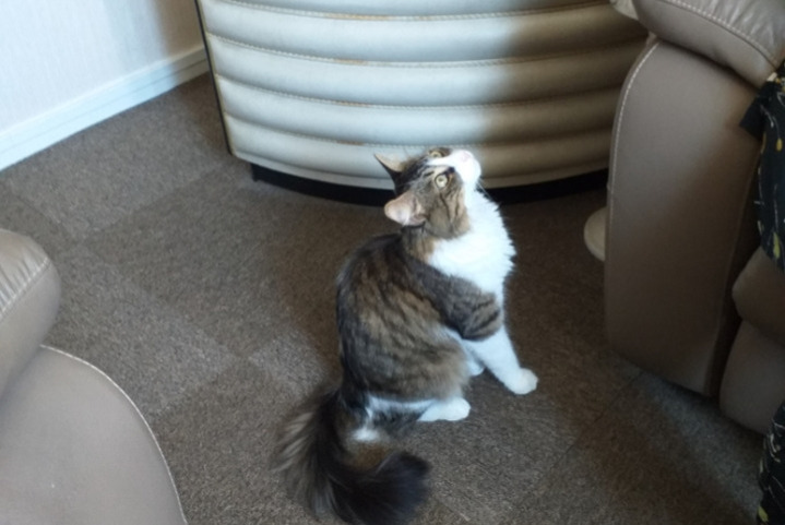 Alerte Découverte Chat croisement Mâle Creil France Alerte Découverte Chat croisement Mâle Creil France