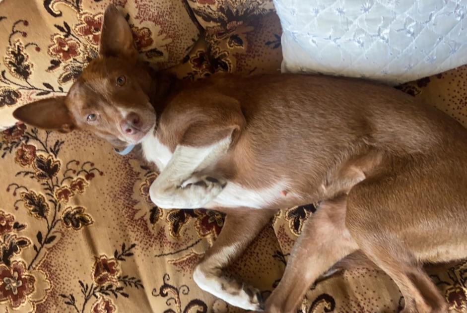 Alerte Découverte Chien Femelle Thourotte France Alerte Découverte Chien Femelle Thourotte France