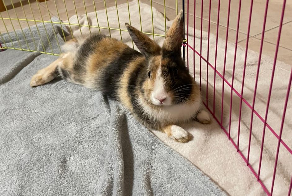Alerte Découverte Lapin Femelle Couloisy France Alerte Découverte Lapin Femelle Couloisy France