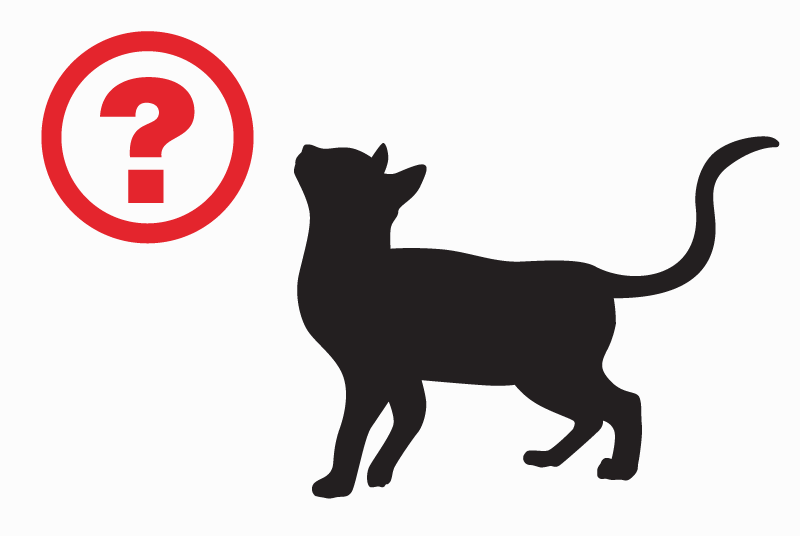 Discovery alert Cat miscegenation Male Auneuil France