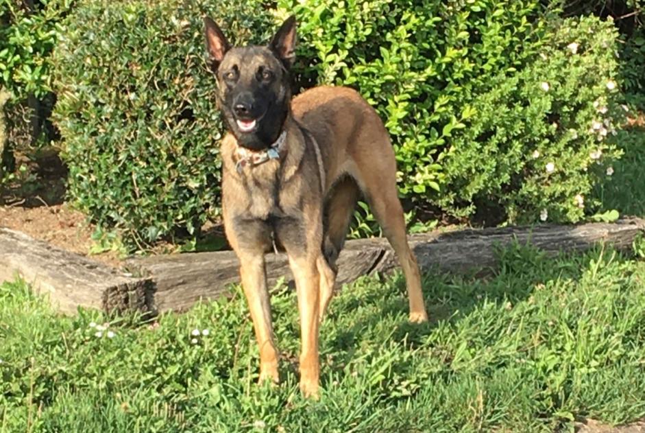 Fundmeldung Hond  Onbekannt Milly-sur-Thérain France
