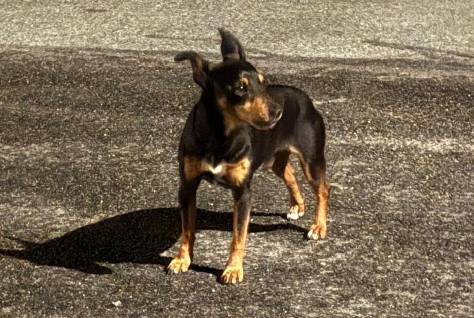 Fundmeldung Hond  Onbekannt Brasseuse France