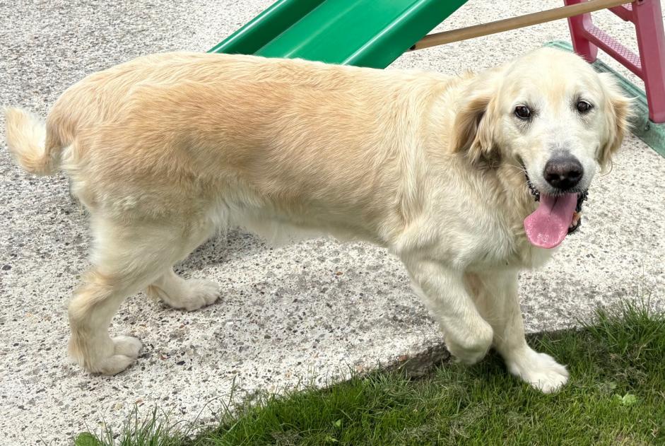 Fundmeldung Hond  Weiblech Hodenc-en-Bray France
