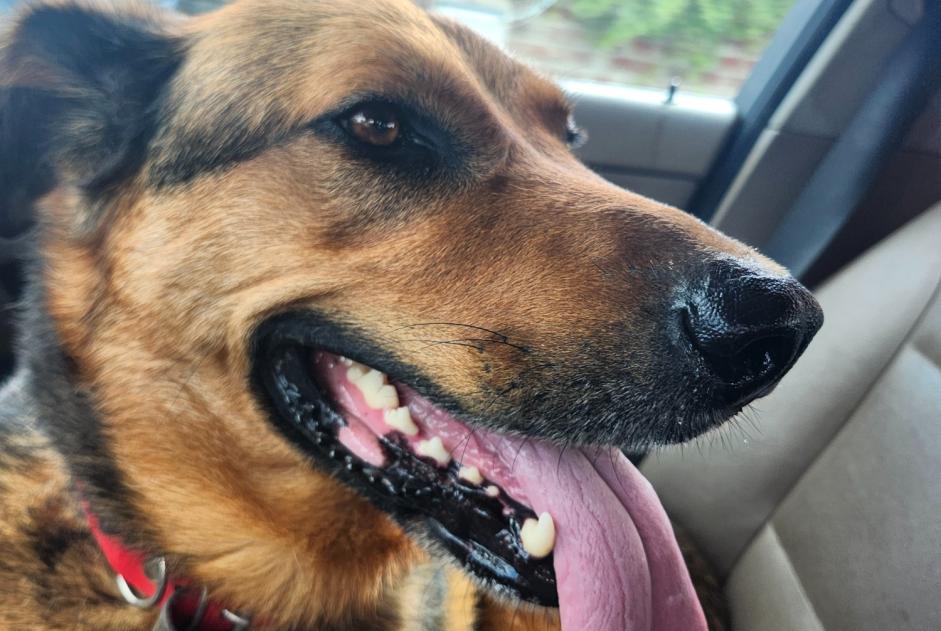 Fundmeldung Hond kräizung Onbekannt Haudivillers France