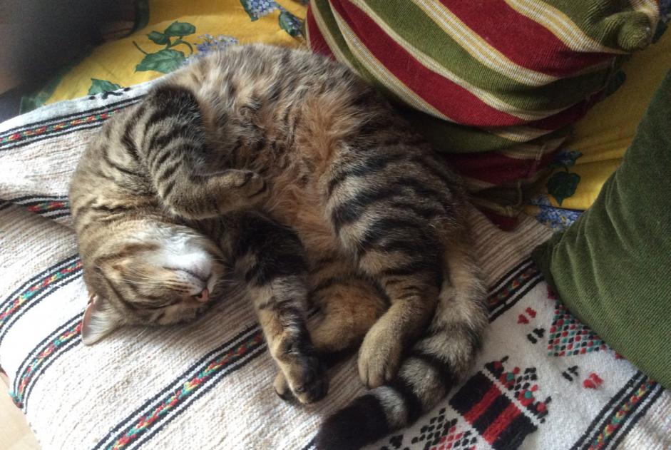 Alerta desaparecimento Gato Macho , 10 anos Hondainville France
