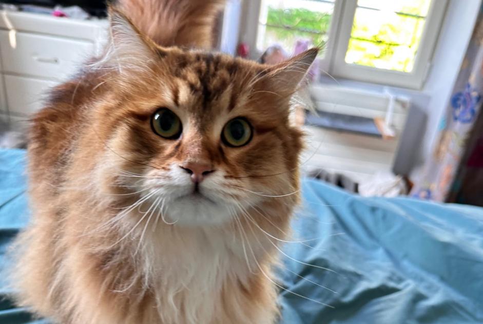 Alerta desaparecimento Gato  Macho , 1 anos Senlis France