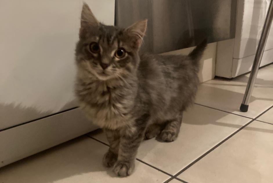Alerta descoberta Gato Macho Compiègne France